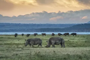 northern white rhinoceros or northern square-lipped rhinoceros (Ceratotherium simum northern white rhinoceros or northern square-lipped rhinoceros (Ceratotherium simum
