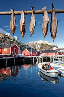 Images Dated 19th March 2014: Nusfjord, Lofoten Islands, Norway