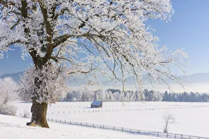 Oak tree at Kochelmoos in winter, Toelzer Land, Upper Bavaria, Alps, Isarwinkel Oak tree at Kochelmoos in winter, Toelzer Land, Upper Bavaria, Alps, Isarwinkel