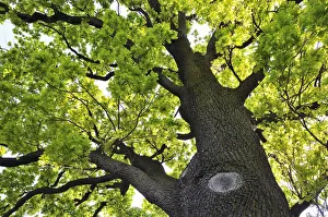 Oak tree in the Spring. Dresden, Germany Oak tree in the Spring. Dresden, Germany