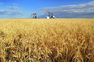 Fossil Fuel Gallery: Oil pump jacks and wheat field Carlyle Saskatchewan, Canada