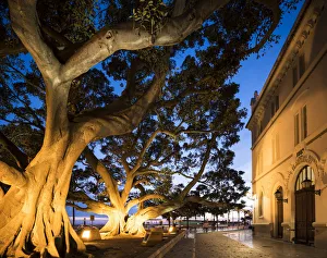 Old Ficus Tree at twilight, Cadiz, Andalucia, Spain Old Ficus Tree at twilight, Cadiz, Andalucia, Spain