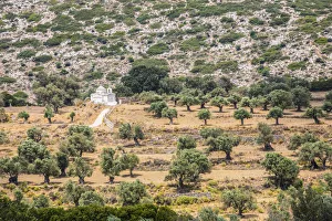 Olive grove and chapel, Naxos, Cyclade Islands, Greece Olive grove and chapel, Naxos, Cyclade Islands, Greece