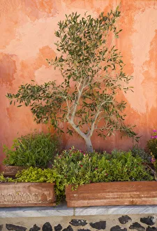 Olive tree against an ochre wall, Oia, Santorini (Thira), Cyclades Islands, Greece Olive tree against an ochre wall, Oia, Santorini (Thira), Cyclades Islands, Greece