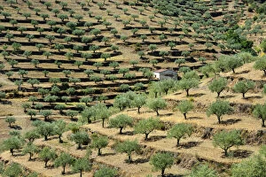 Images Dated 21st August 2017: Olive trees and Almond Trees. Barca d Alva. Alto Douro, Portugal