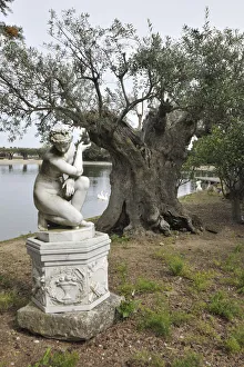 Olive trees that were planted by the romans, 2300 years ago, belonging to Bacalhoa Wines Olive trees that were planted by the romans, 2300 years ago, belonging to Bacalhoa Wines