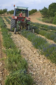 Images Dated 22nd April 2009: Organic Lavender Harvest, Provence-Alpes-Cote d Azur, France