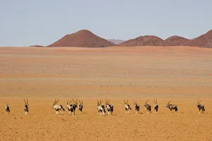 Orix in the Namib desert; Namibia; Southern Africa Orix in the Namib desert; Namibia; Southern Africa
