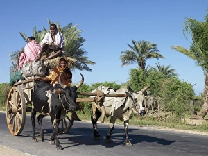 Toliara Gallery: An ox-cart laden with sacks of charcoal heading for Tulear