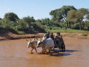 Toliara Gallery: An ox-drawn cart carries a party of men across a flooded