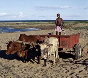 Ox-drawn carts are familiar sights in Malawi