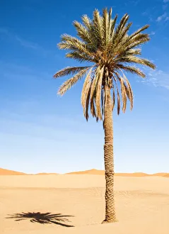 Palm tree in Erg Chebbi, Sahara, Morocco Palm tree in Erg Chebbi, Sahara, Morocco