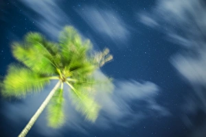 Palm tree and starry sky, Koh Samui, Thailand Palm tree and starry sky, Koh Samui, Thailand