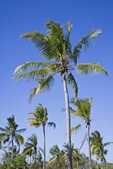 Images Dated 6th July 2007: Palm trees on Ibo Island