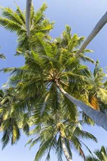 Palm trees, Maafushi Island, Kaafu Atoll, Maldives Palm trees, Maafushi Island, Kaafu Atoll, Maldives