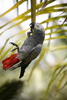 Images Dated 24th August 2006: This parrot is known as the Papa Gaio do Principe