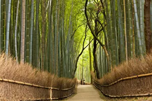 Path through bamboo forest, Kyoto, Japan Path through bamboo forest, Kyoto, Japan