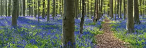 Vlaams Brabant Gallery: Path through Bluebell Flowers (Hyacinthoides non-scripta) and Beech Forest, Hallerbos