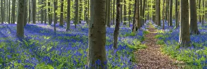 Vlaams Brabant Gallery: Path through Bluebell Flowers (Hyacinthoides non-scripta) and Beech Forest, Hallerbos