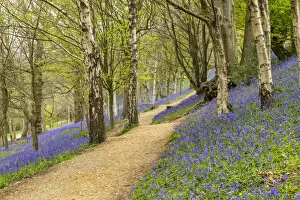 Pathways Gallery: Path Through Bluebells, Emmetts Garden, Ide Hill, Kent, England