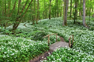 Thuringen Gallery: Path through deciduous forest with blooming wild garlic (Allium ursinum), ramsons