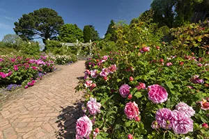 Path Through Rose Garden, Bodnant Gardens, near Tal-y-Cafn, Conwy, Wales Path Through Rose Garden, Bodnant Gardens, near Tal-y-Cafn, Conwy, Wales