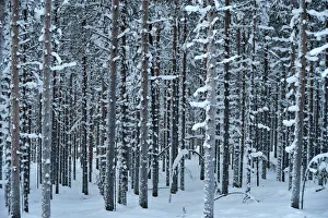 Pattern trees with snow (close to Rovaniemi) Lapland, Finland Pattern trees with snow (close to Rovaniemi) Lapland, Finland