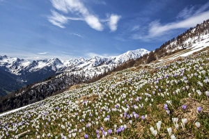 While the peaks of Gerola valley in the background are still snow capped the first While the peaks of Gerola valley in the background are still snow capped the first