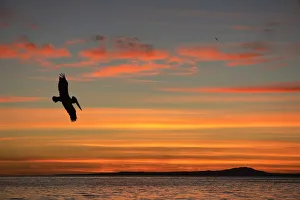 Pelican at sunrise, Sea of Cortez, La Ventanaz, Baja California, Mexico Pelican at sunrise, Sea of Cortez, La Ventanaz, Baja California, Mexico