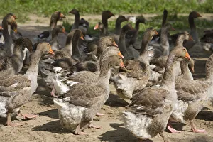 Perigord geese, Dordogne, Aquitaine, France Perigord geese, Dordogne, Aquitaine, France