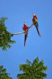 Neo Tropical Gallery: Peru. Colourful Scarlet macaws perch high above the canopy of the forest near the banks of
