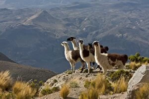 Images Dated 29th December 2009: Peru, Llamas in the bleak altiplano of the high Andes near Colca Canyon