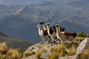 Peru, Llamas in the bleak altiplano of the high Andes near Colca Canyon Peru, Llamas in the bleak altiplano of the high Andes near Colca Canyon