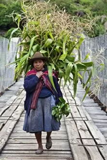 Images Dated 19th December 2009: Peru, A woman with a load of maize stalks to feed to her pigs crosses a narrow bridge spanning the Urubamba
