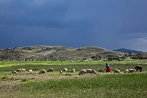 Images Dated 28th December 2009: Peru, A woman looks after her sheep along the shores of Lake Titicaca as rain threatens