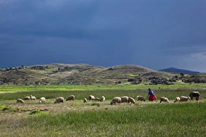 Peru, A woman looks after her sheep along the shores of Lake Titicaca as rain threatens Peru, A woman looks after her sheep along the shores of Lake Titicaca as rain threatens
