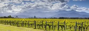 Images Dated 3rd November 2013: Picturesque Vineyard, Blenheim, Marlborough, South Island, New Zealand