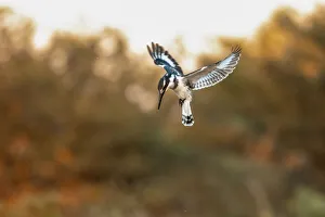 Pied Kingfisher, Moremi Game Reserve, Okavango Delta, Botswana Pied Kingfisher, Moremi Game Reserve, Okavango Delta, Botswana