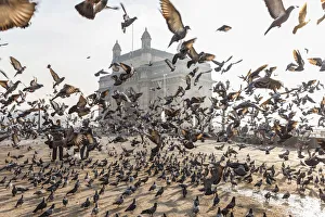 Pigeons, India Gate, Colaba, Mumbai (Bombay), India Pigeons, India Gate, Colaba, Mumbai (Bombay), India