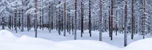 Pine Forest in Winter, Lapland, Finland Pine Forest in Winter, Lapland, Finland