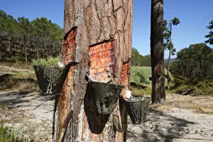 Pine resin in a pine trees forest near Nazare. Portugal Pine resin in a pine trees forest near Nazare. Portugal