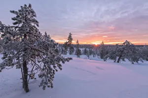 Pink lights of the arctic sunset illuminate the snowy woods Vennivaara Rovaniemi Lapland Pink lights of the arctic sunset illuminate the snowy woods Vennivaara Rovaniemi Lapland