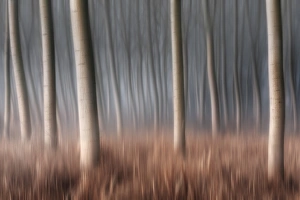 Plain Piedmont, Piedmont, Italy. Autumn abstract poplars Plain Piedmont, Piedmont, Italy. Autumn abstract poplars