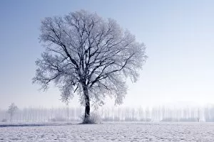 Images Dated 11th January 2009: Plain Piedmont, Piedmont, Italy. Hoar frost trees