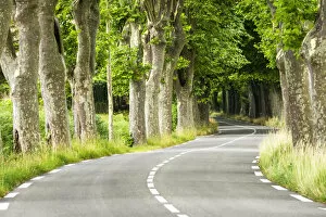 Pathways And Walls Gallery: Plane Tree-lined Road, Provence, France