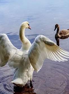 Poland, Lublin Voivodeship, Parczew County, Swan(Cygnus olor) with cygnet on the coast Poland, Lublin Voivodeship, Parczew County, Swan(Cygnus olor) with cygnet on the coast