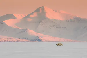 Polar bear in Billefjorden, Western Spitsbergen, Svalbard Polar bear in Billefjorden, Western Spitsbergen, Svalbard