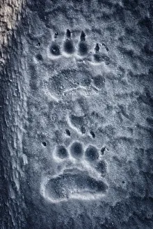 Polar bear (ursus maritimus) prints on snow, Spistbergen East Coast, Svalbard Polar bear (ursus maritimus) prints on snow, Spistbergen East Coast, Svalbard