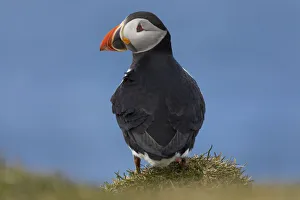 Portrait of an Atlantic Puffin in the island of Mykines. Faroe Islands Portrait of an Atlantic Puffin in the island of Mykines. Faroe Islands