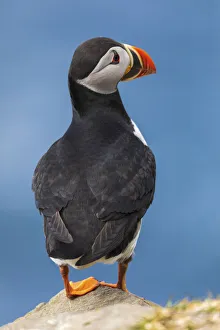 Portrait of an Atlantic Puffin in the island of Mykines. Faroe Islands Portrait of an Atlantic Puffin in the island of Mykines. Faroe Islands